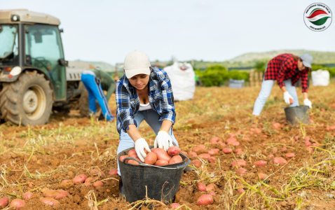 Virtuális Termelő Piac