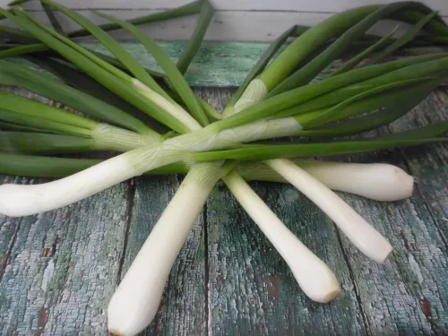 Újhagyma