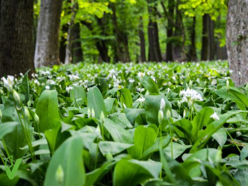 Szárított medvehagyma